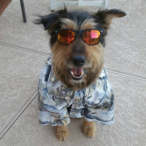 Meet your Posher, Ambassador - Picture 1 of 1